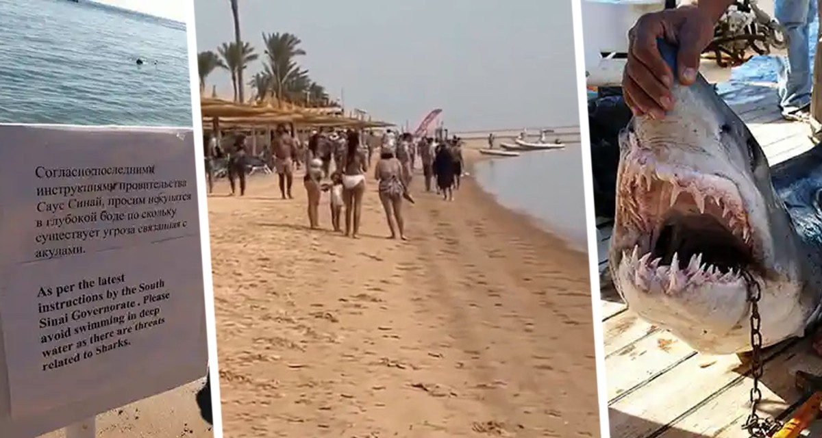 Нападение акул в шарм эль. Шарм Эль Шейх акула напала на женщину. Akuly v sarml SHEIHE. Акула напала на российского туриста в Египте. Акула откусила руку и ногу женщине в Египте.